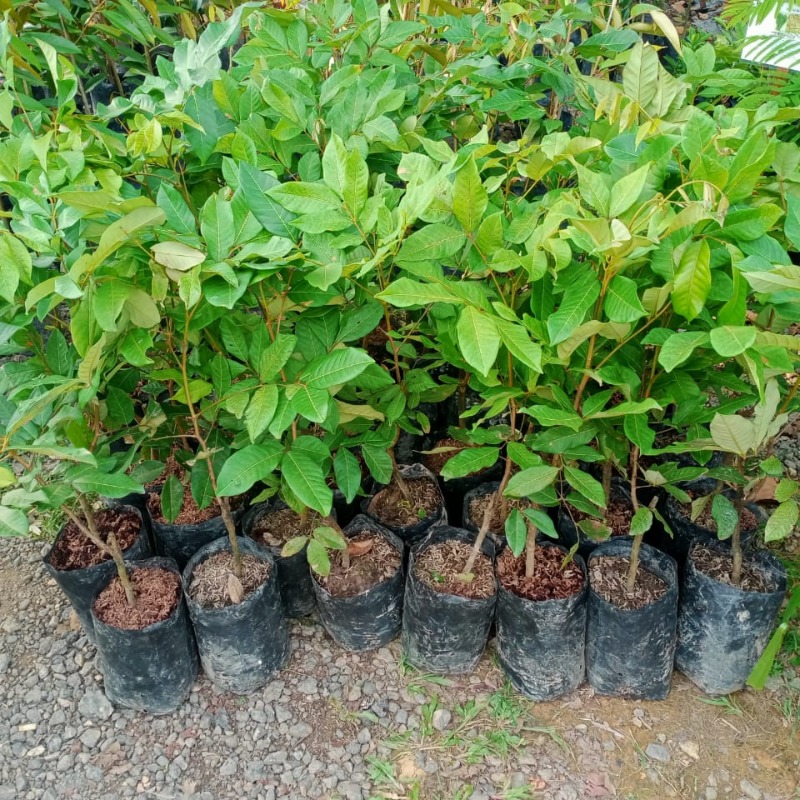 Rambutan Anak Sekolah