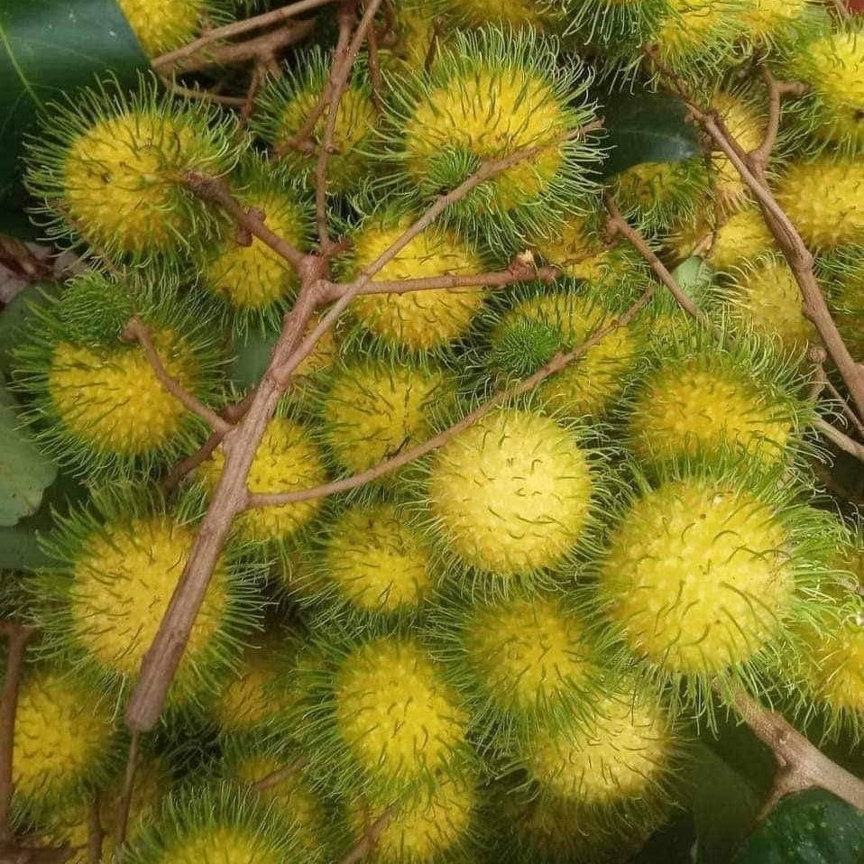 Rambutan Gading