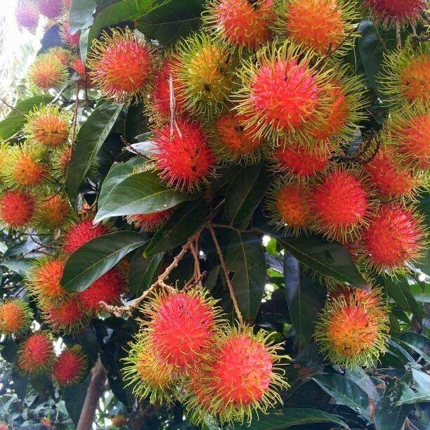 Rambutan Gula Batu