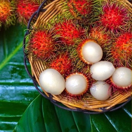 Rambutan Gula Batu