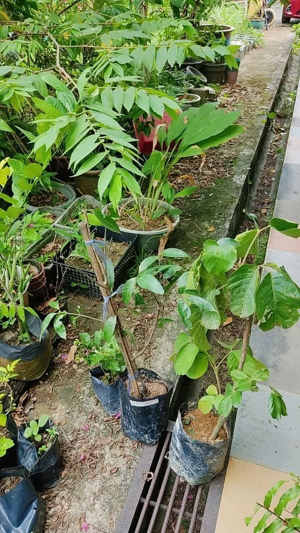 Ulasan Sentul 2
