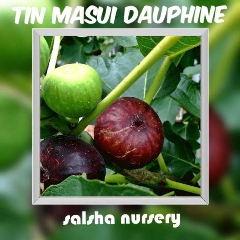 Tin Masui Dauphine